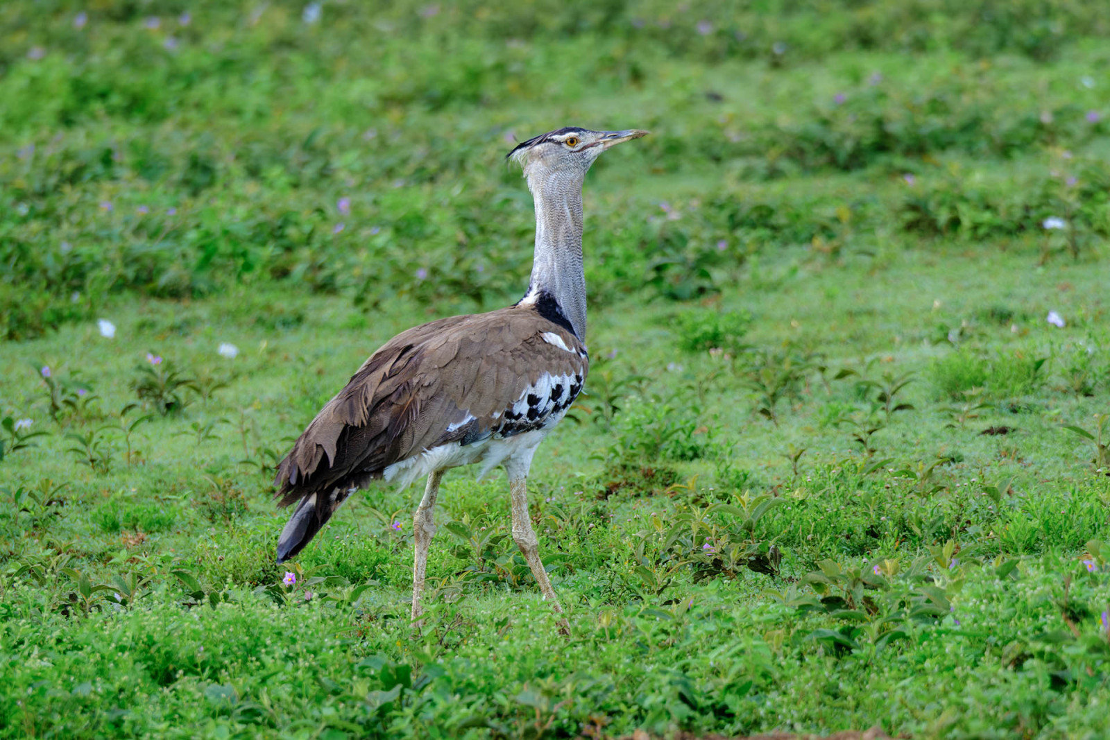 image Kori Bustard